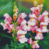 Pink Snapdragons Diamond Paintings