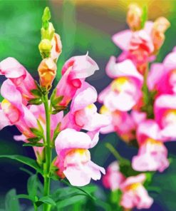 Pink Snapdragons Diamond Paintings