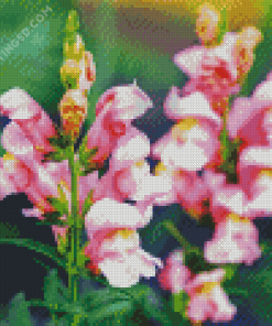 Pink Snapdragons Diamond Paintings