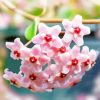 Pink Hoya Plant Diamond Paintings