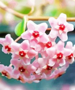 Pink Hoya Plant Diamond Paintings