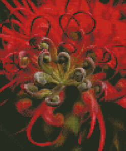 Red Grevillea Flower Diamond Paintings