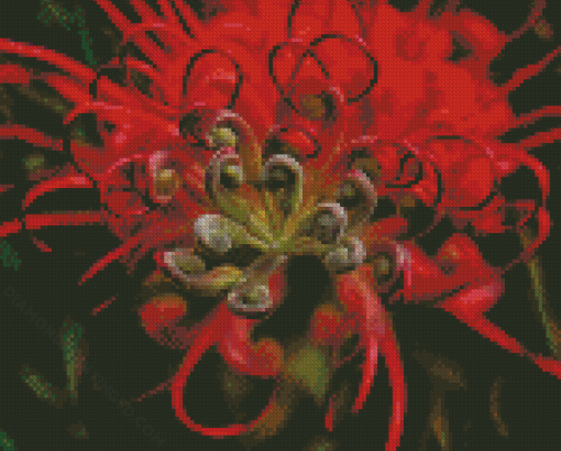 Red Grevillea Flower Diamond Paintings