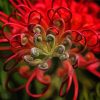 Red Grevillea Flower Diamond Paintings