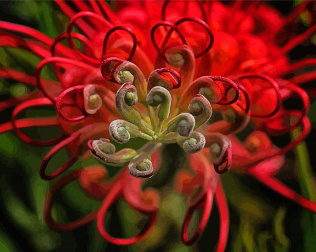 Red Grevillea Flower Diamond Paintings