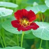 Red Nasturtium Diamond Paintings