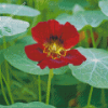 Red Nasturtium Diamond Paintings