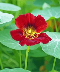 Red Nasturtium Diamond Paintings