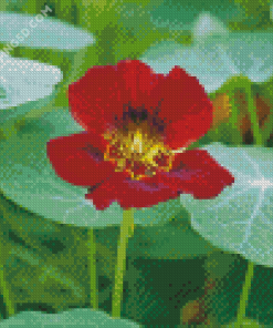 Red Nasturtium Diamond Paintings