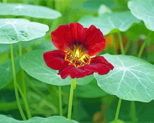 Red Nasturtium Diamond Paintings