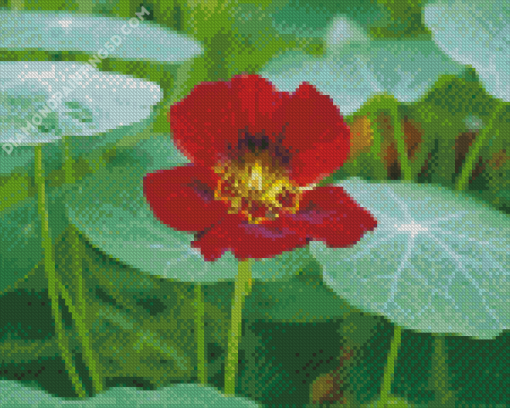 Red Nasturtium Diamond Paintings