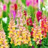 Snapdragons Plant Flowers Art Diamond Paintings