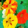 Yellow And Orange Nasturtium Flowers Diamond Paintings