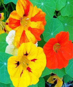 Yellow And Orange Nasturtium Flowers Diamond Paintings