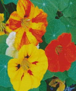 Yellow And Orange Nasturtium Flowers Diamond Paintings