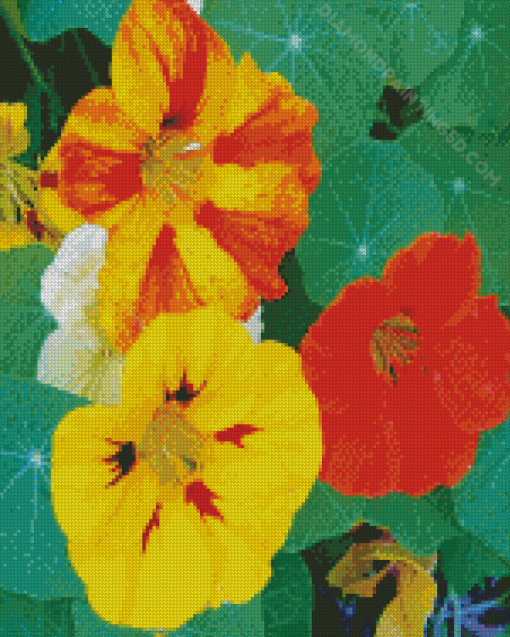 Yellow And Orange Nasturtium Flowers Diamond Paintings