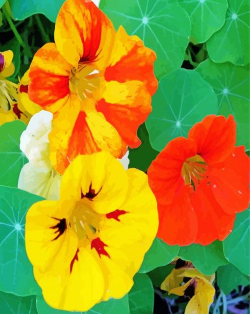 Yellow And Orange Nasturtium Flowers Diamond Paintings