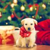 Adorable Christmas Dog Diamond Paintings