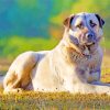 Aesthetic Anatolian Shepherd Dog Diamond Paintings