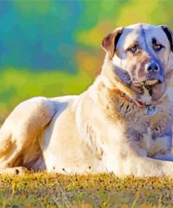 Aesthetic Anatolian Shepherd Dog Diamond Paintings