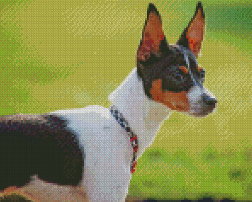 Aesthetic Rat Terriers Diamond Paintings