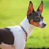 Aesthetic Rat Terriers Diamond Paintings