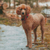 Aesthetic Standard Poodle Diamond Paintings