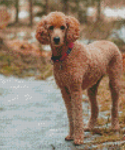 Aesthetic Standard Poodle Diamond Paintings