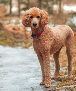 Aesthetic Standard Poodle Diamond Paintings