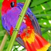 Aesthetic Eclectus Parrot Diamond Paintings