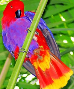 Aesthetic Eclectus Parrot Diamond Paintings