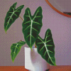 Alocasia Frydek Plant Diamond Paintings