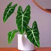 Alocasia Frydek Plant Diamond Paintings