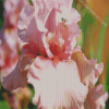 Close Up Pink Iris Flower Diamond Paintings