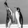 Cool Black And White Penguins Diamond Paintings