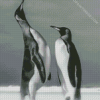 Cool Black And White Penguins Diamond Paintings