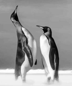 Cool Black And White Penguins Diamond Paintings