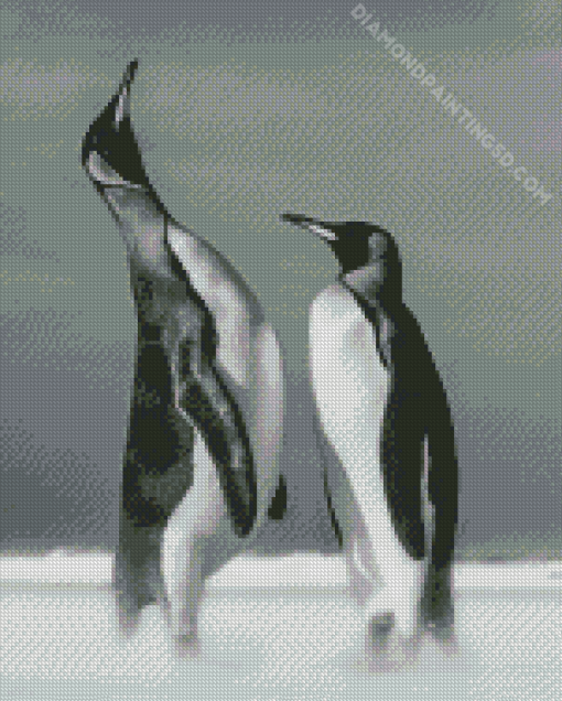 Cool Black And White Penguins Diamond Paintings