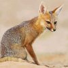 Cute Cape Fox Diamond Paintings