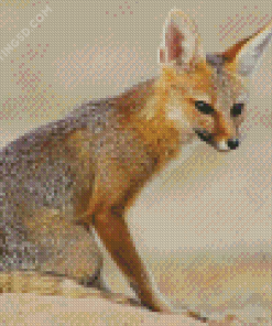 Cute Cape Fox Diamond Paintings