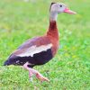 Cute Whistling Duck Diamond Paintings