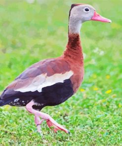 Cute Whistling Duck Diamond Paintings