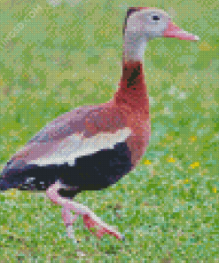 Cute Whistling Duck Diamond Paintings