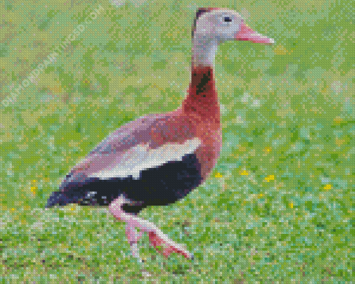 Cute Whistling Duck Diamond Paintings