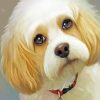 Cute Cavachon Dog Diamond Paintings