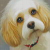 Cute Cavachon Dog Diamond Paintings