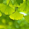 Ginkgo Biloba Leaves Diamond Paintings