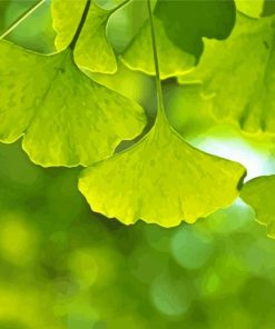 Ginkgo Biloba Leaves Diamond Paintings