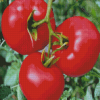 Manalucie Tomato Plant Diamond Paintings