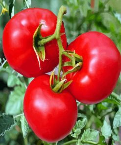 Manalucie Tomato Plant Diamond Paintings